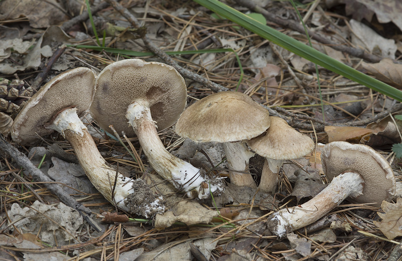 Suillus viscidus